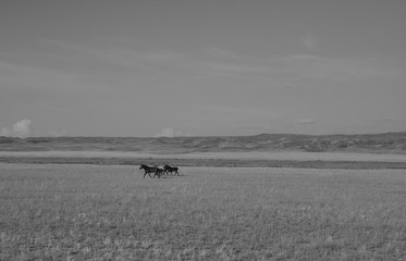 Obraz na płótnie Canvas Wild horses in the steppe