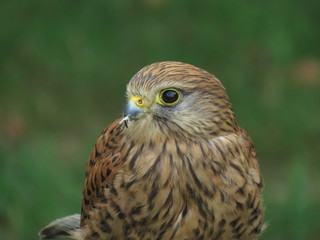 Some majestics birds of prey