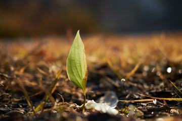 A variety of leaves seen in the park.

