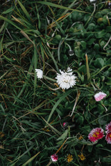 small white-red flowers on the grass top view