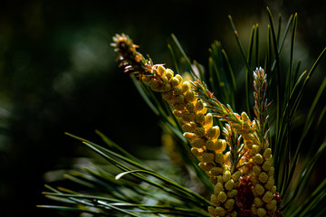 
Bright and juicy young shoots of pine on a blurry dark background