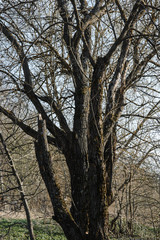 .tree branches on a background of blue clear sky
