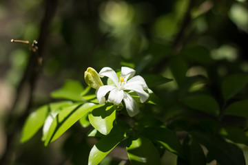 Orange Jessamine flowers and green leaf