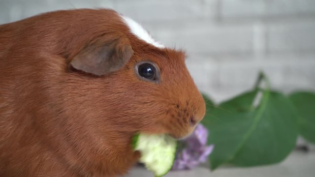 The red domestic guinea pig (Cavia porcellus), also known as cavy or domestic cavy