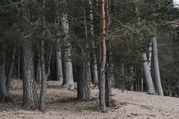 Obraz premium .pine forest landscape inside view