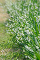 スノーフレーク　snowflake