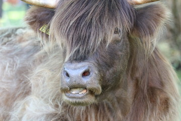 Langhaarige Kuh 