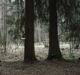 .squirrel on a tree in the forest