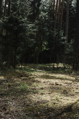 .pine forest landscape inside view