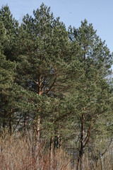 .pine forest landscape inside view