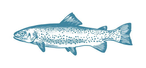 Trout fish. Hand drawn illustrations in retro style. Vector logo template. Can be use for restaurant menu or fish shop market.