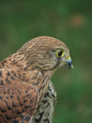 Some majestics birds of prey