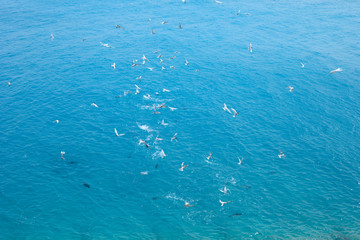 魚を捕る海鳥の群れ