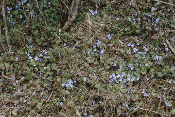 .small blue flowers in a forest on earth