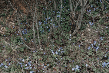 Fototapeta premium .small blue flowers in a forest on earth