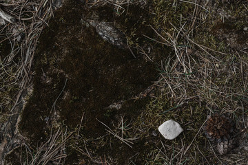 .moss on the ground in a pine forest