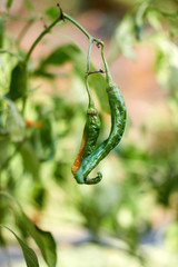 The drought caused the red pepper to dry.
