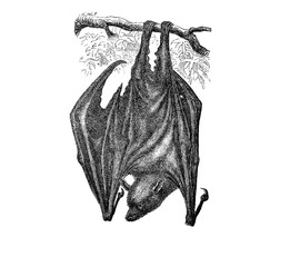 Illustration of a Flying Fox in popular encyclopedia from 1890
