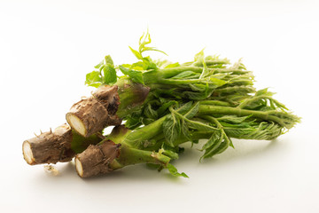 Japanese angelica tree shoot on white background 