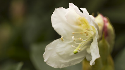Rododendron, kwiat, wiosna, Park Zdrojowy w Szczawnie Zdroju, zieleń, flora
