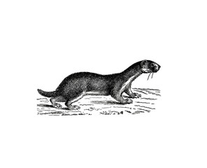 Illustration of a Weasel in popular encyclopedia from 1890