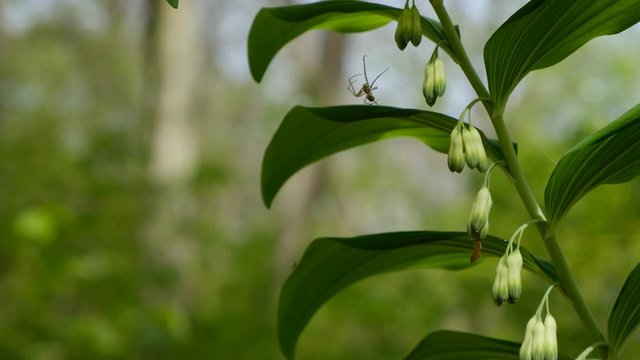 Polygonatum multiflorum (Solomon's seal) fresh green spring flowers. The wind shakes the flower. There is a spider on the flower.