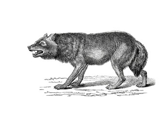Illustration of a Wolf in popular encyclopedia from 1890