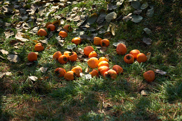 Fallen persimmon in the park.
