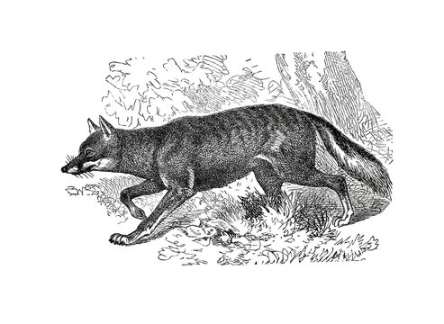 Illustration of a Brazilian Fox in popular encyclopedia from 1890