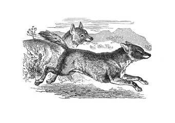 Illustration of a Jackal in popular encyclopedia from 1890