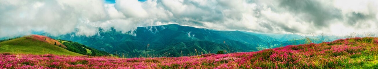 Fototapeta premium Spring wildflowers on peak. Magura peak, Cindrel mountains, Romania, 1300m.