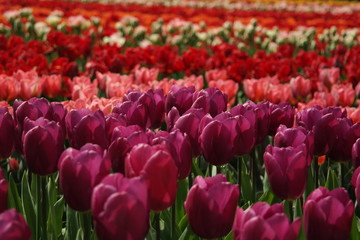 Close-up Of Tulips Blooming In Garden