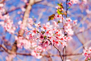 Close up of peach blossom with blur flowers background. Royalty high quality free stock image of flowers.