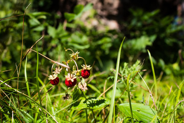 wild strawberries