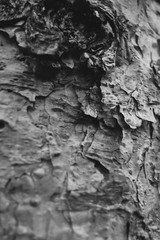 tree bark texture