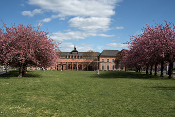 grassimuseum zur kirschbl&uuml;te