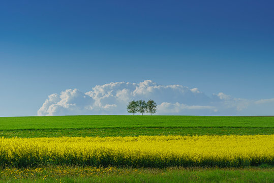 3 arbres feuillus sur une colline c&ocirc;te &agrave; c&ocirc;te dans une campagne au printemps avec ses champs de colza et autres cultures tr&egrave;s color&eacute;es dans une ambiance typiquement suisse