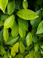 Water droplets on the leaves after the rain Feel clean Refreshing and natural beauty background.