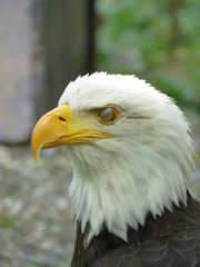 Fototapeta premium Some majestics birds of prey