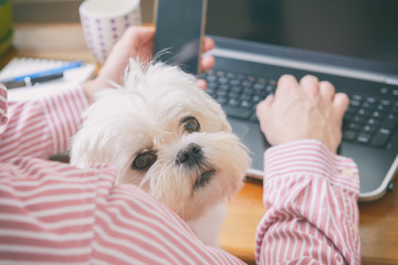 Working with dog at home