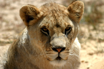 Obraz na płótnie Canvas Close-up Portrait Of Lioness