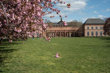 grassimuseum zur kirschblüte