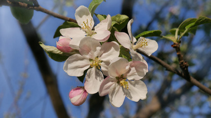 Flowering branch on a tree apple close-up in the spring garden against of background a blue sky.