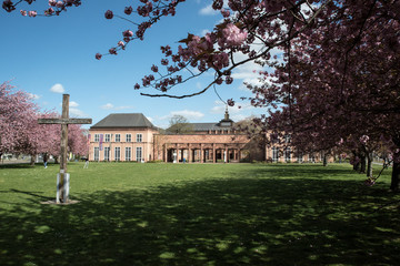 grassimuseum zur kirschbl&uuml;te