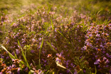 splashes and raindrops on purple flowers in a meadow in spring. rain and sun in the field, in the grove.