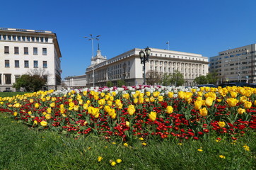 Beautiful blossomed flowers of Kniaz Alexander I Square in  downtown of city Sofia