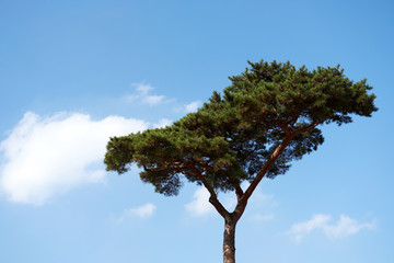 Pine tree in the park.
