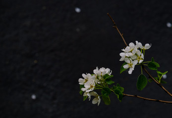 branches of apple tree in bloom after rain