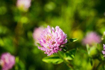 Blooming clover (Trifolium pratense) in the garden. Selective focus.