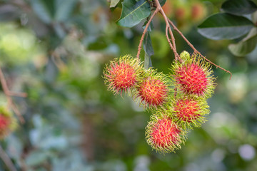 Red rambutan on rambutan tree ready to harvest. rambutan sweet delicious fruit.background of fresh Thai rambutans. red and green. selective focus.
